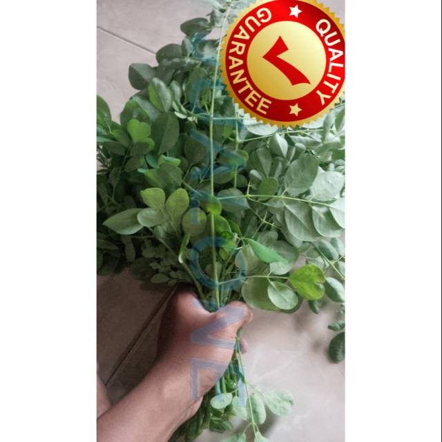 

1kg Daun kelor segar buat obat