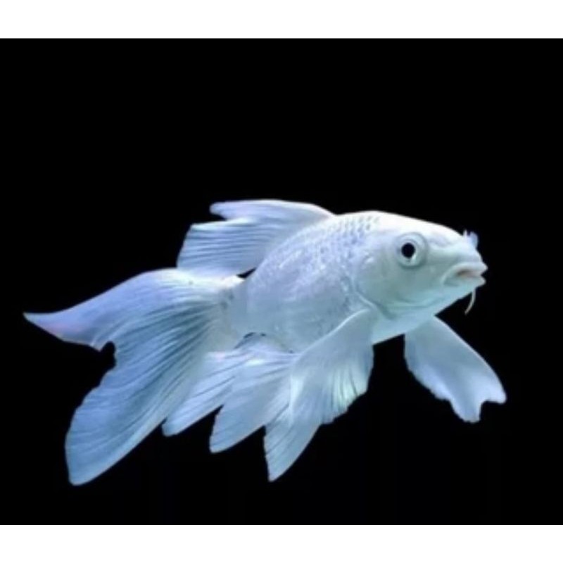 Bibit Koi Platinum Super Gondrong 1-2cm isi 30ekor