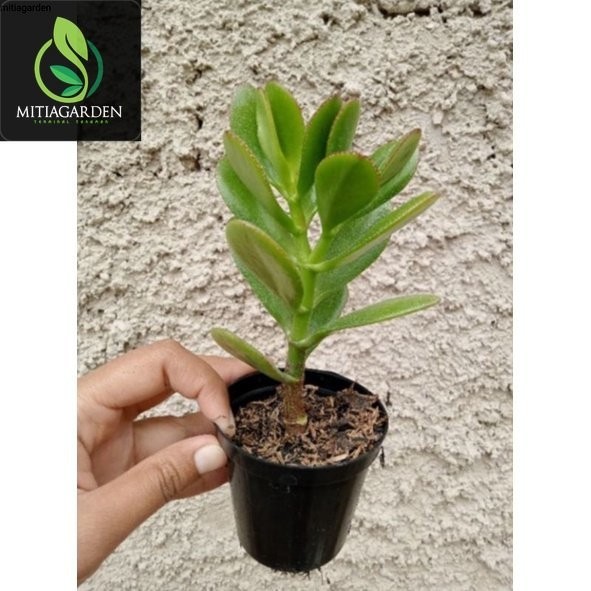 Tanaman Hias Jade Plant / Jade Plant / pohon uang / Tanaman Hias Giok