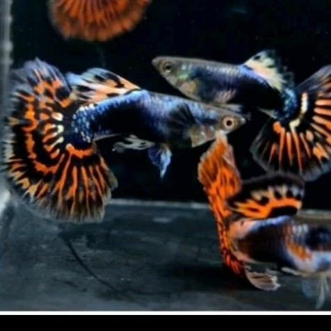 Ikan Hias Guppy Red Ivory - betina