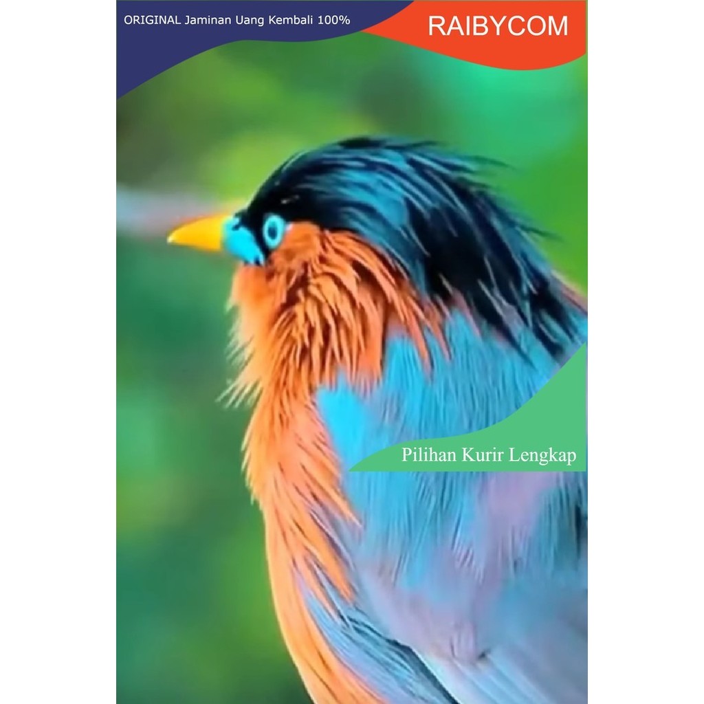 Burung Jalak Brahmana India import bahan jantan betina mewah dibanding Jalak Suren Bali Nias Kebo