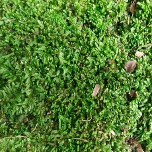 Lumut Hidup Forest Moss Segar | Hiasan Terrarium Aquascape Bonsai Dekorasi Natural