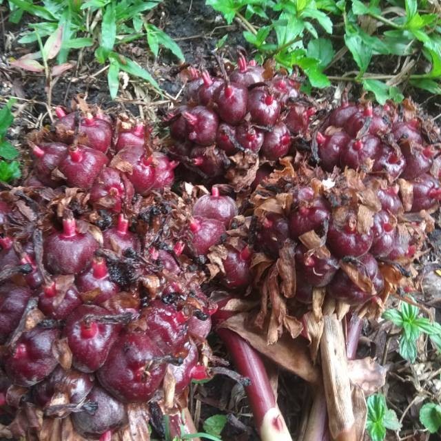 

Honje laka honje hitam 250gr R2