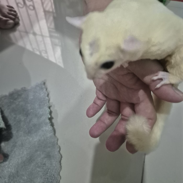SALE -sugar glider leucistic dewasa