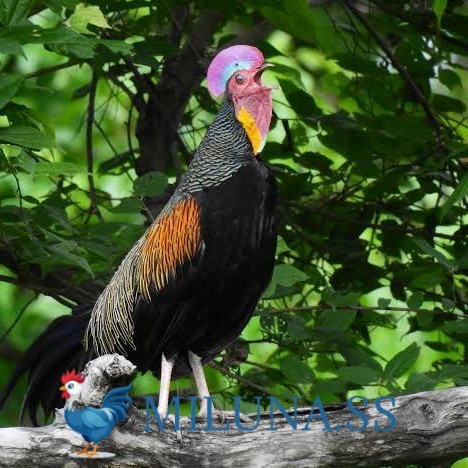 

FERTIL TELUR AYAM hutan x jawa / hias / siap cod