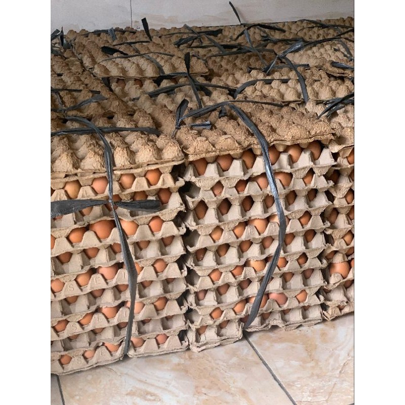 

Telor Ayam Fresh Grade A/B 2kg Langsung Dari Peternak Telur Termurah