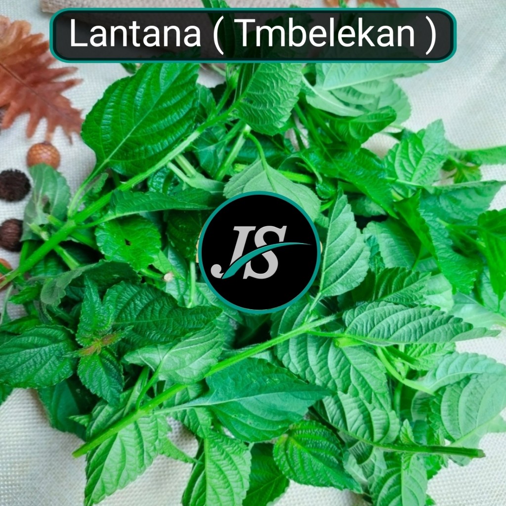 

SAHABTANI Daun Lantana Lamtana Tembelekan segar 1-KG