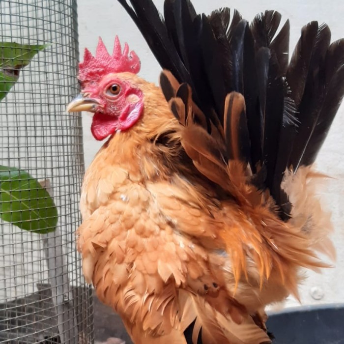 AYAM HIAS (MUTIARA/SERAMA/KALKUN/RING NECK/BATIK/KAPAS/POLAND/CHAMOIS)