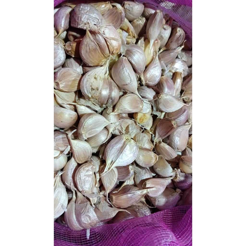 

Bawang Putih Kating