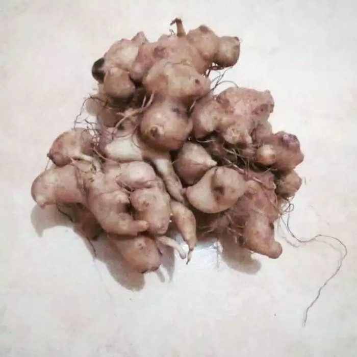 " Umbi Samsit/Ubi Samsit/Umbi Sambung Nyawa/Dapoer Mateep " - 500gr