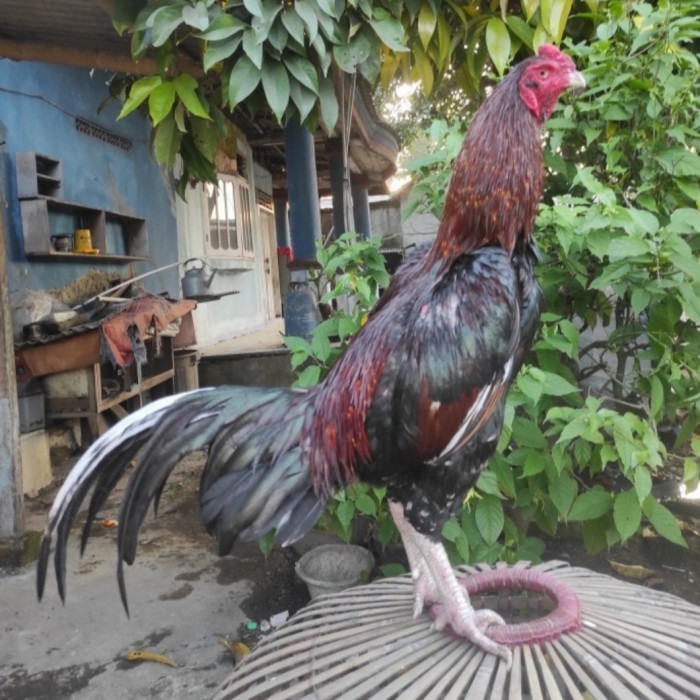 

Fertil Telur ayam bangkok birma fertil / ayam petarung aduan siap ditetaskan Langsung