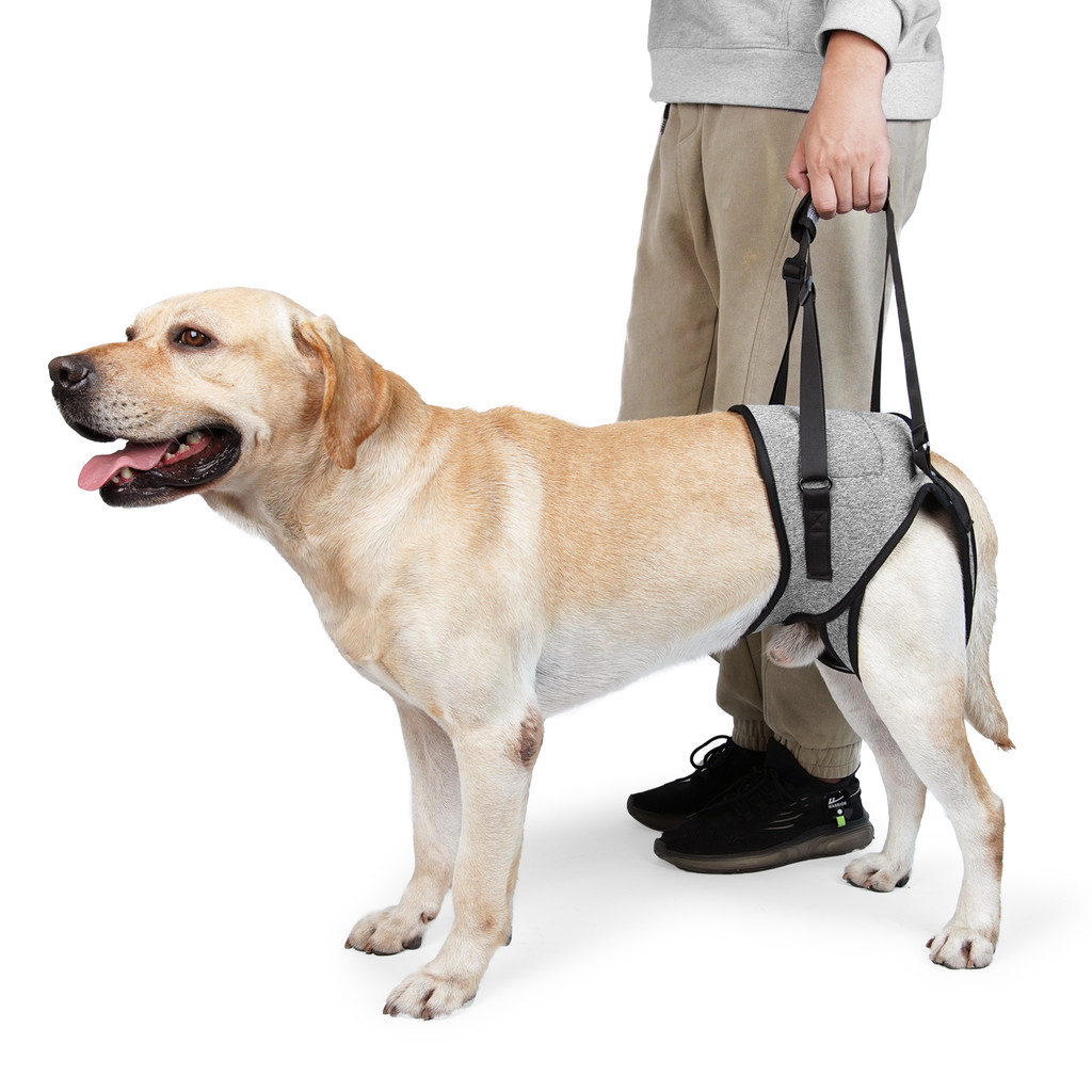 Dog Harness Support Brace For Leg Injury Protector Outdoor Walking Lead Leash For Dog Disability Pet