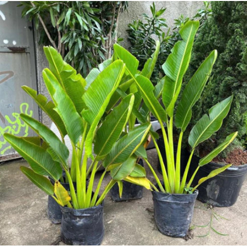 Tanaman Hias Pisang Kipas - Calathea pisang Termurah