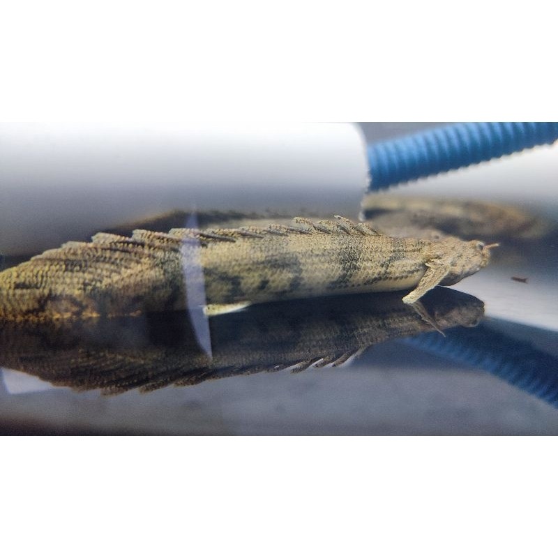 ikan palmas endlychery 8-10 cm