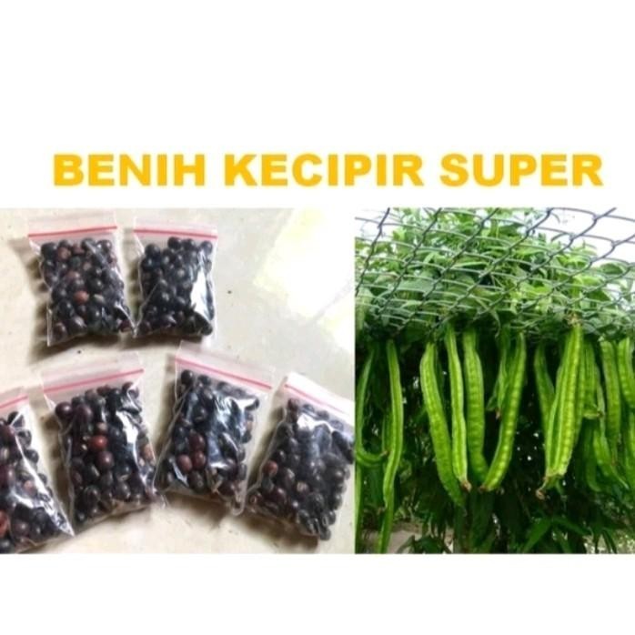 100+ Benih Kecipir Panjang Super Buah lebat
