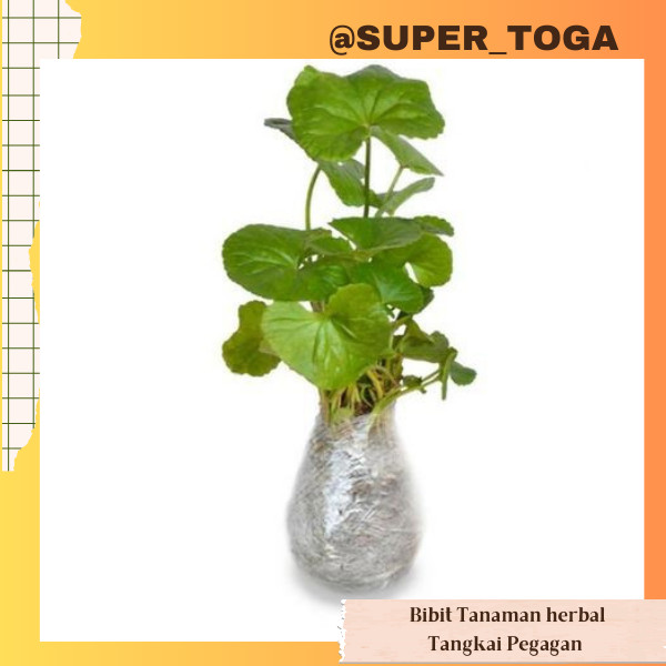 promo Bibit daun pegagan Bibit tangkai pegagan bibit pegagan bibit antanan