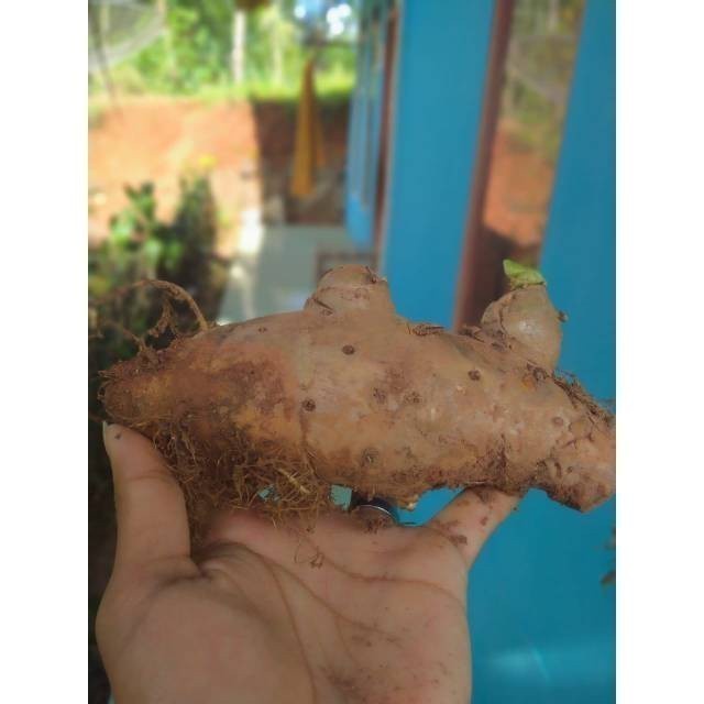 

Temulawak Segar Organik Anti Corona Virus Temu Lawak Fresh Langsung Dari Alam Organic ready stok