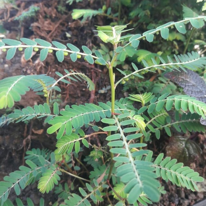 

DAUN MENIRAN SEGAR 500 gram