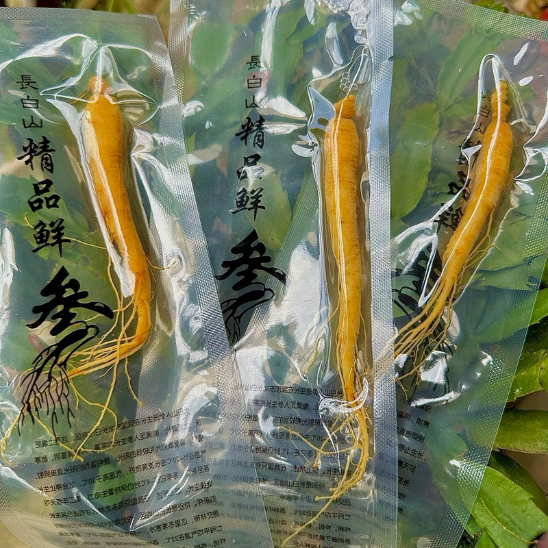 

(10pcs) Ginseng Asli Pegunungan Changbai / Panax ginseng / Ginseng Segar / Paket Murah 20gr
