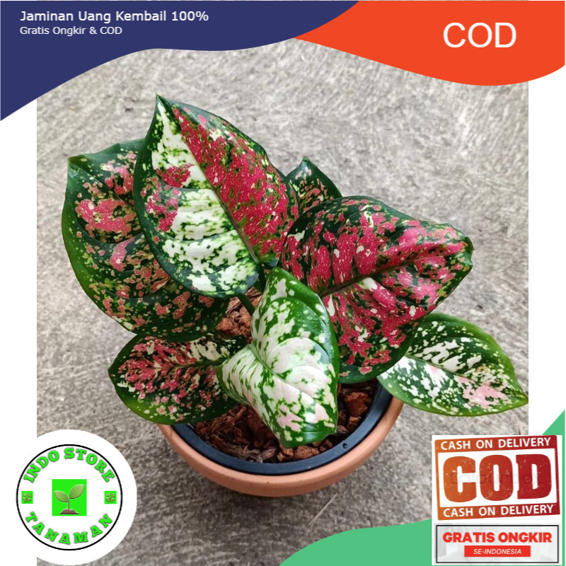 Anakan Aglonema Tri Colour - Aglonema tri colour baby