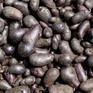 

Ubi Kentang Hitam - Cocok Untuk Program Diet 500 Gram