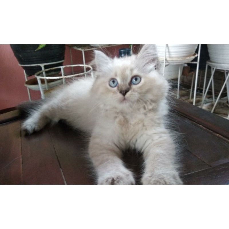 kucing Himalaya blue point