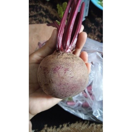 

Buah Bit beet root murah bisa reguler kirim ke seluruh indonesiaaaaaa