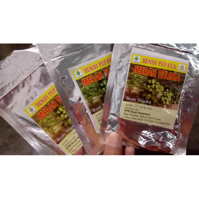 benih pepaya merah delima