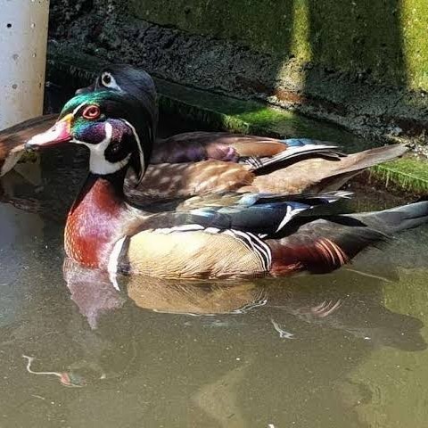 

Fertil Telur bebek hias caroline duck fertil untuk ditetaskan Langsung