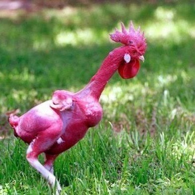 

Fertil Telur ayam tanpa bulu / ayam gundul fertil siap ditetaskan - ayam tanpa bulu