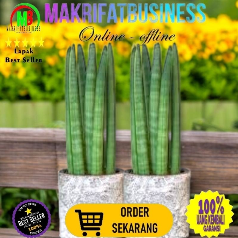 MAKRIFATBUSINESS Paket 1 Pcs Stek 1 Daun Lidah Mertua Sansevieria Sansivera CYLINDRICA BELUT Tanaman