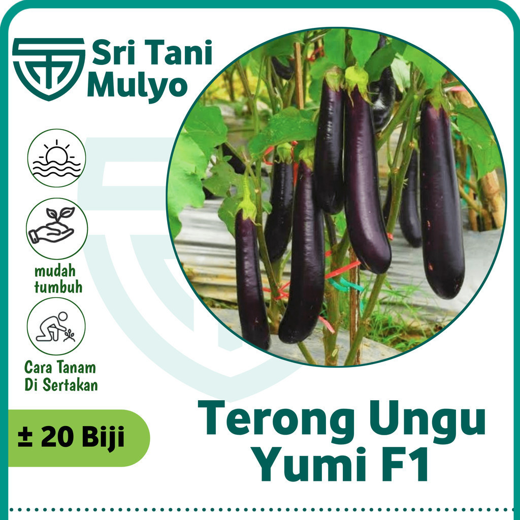 20 Biji - Benih Terong Ungu YUMI F1 - Cap Panah Merah Benih Terong Favorit Petani - Bibit Sayuran