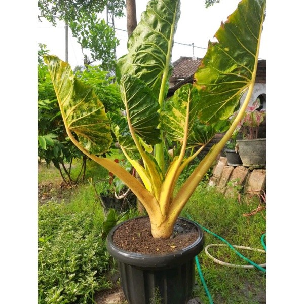 tanaman hias sente golden/New guinea gold/varigata kuning segar cantik hidup murah