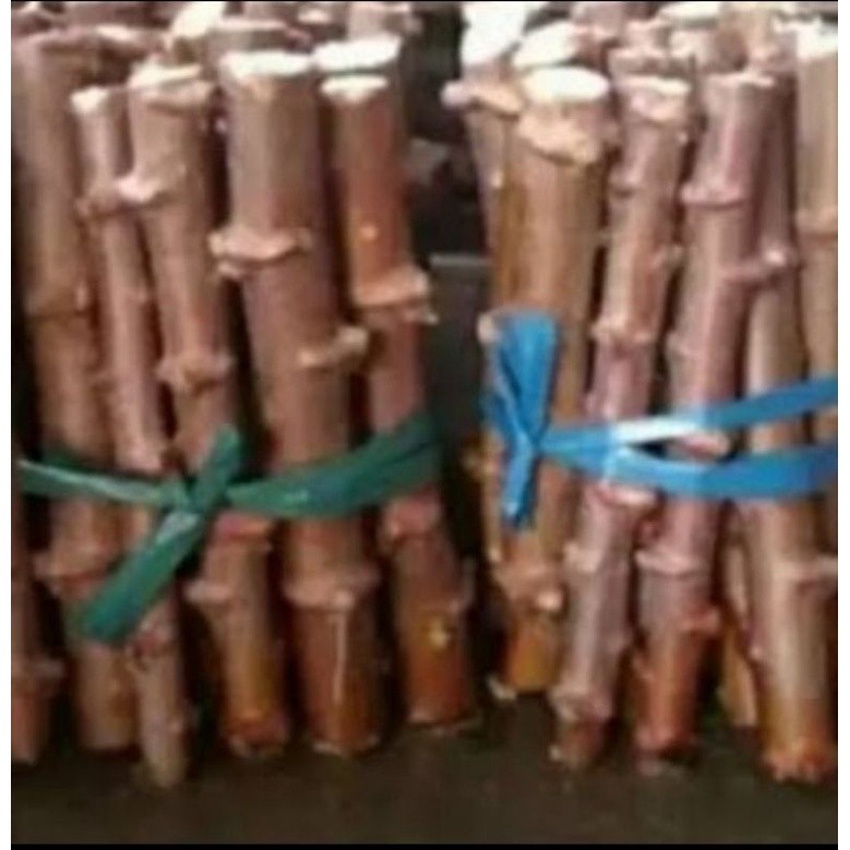 Bibit Singkong Mentega Stek/ Pohon Ubi Kayu -  Manihot esculenta