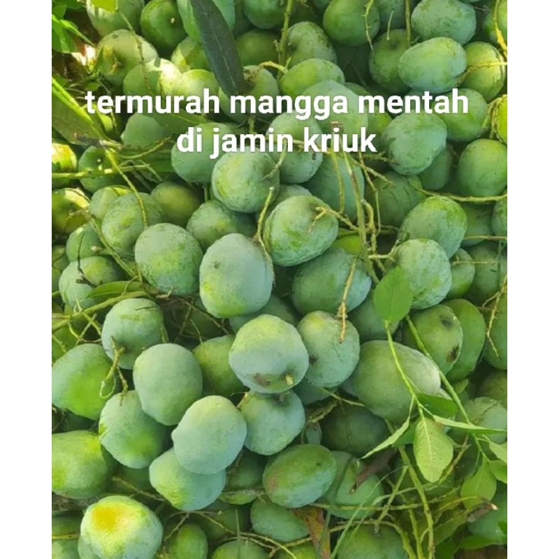 

TEBUS MURAH termurah mangga mentah muda 1kg TERBAIK