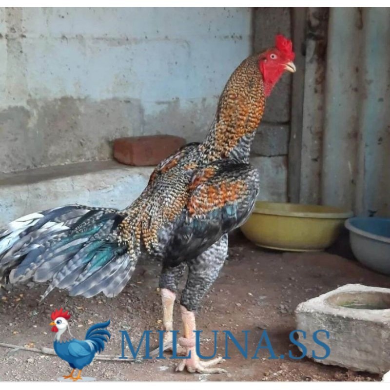 

FERTIL TELUR TETAS AYAM HIAS PEDAGING URABA 2 UNTUK DI TETASKAN