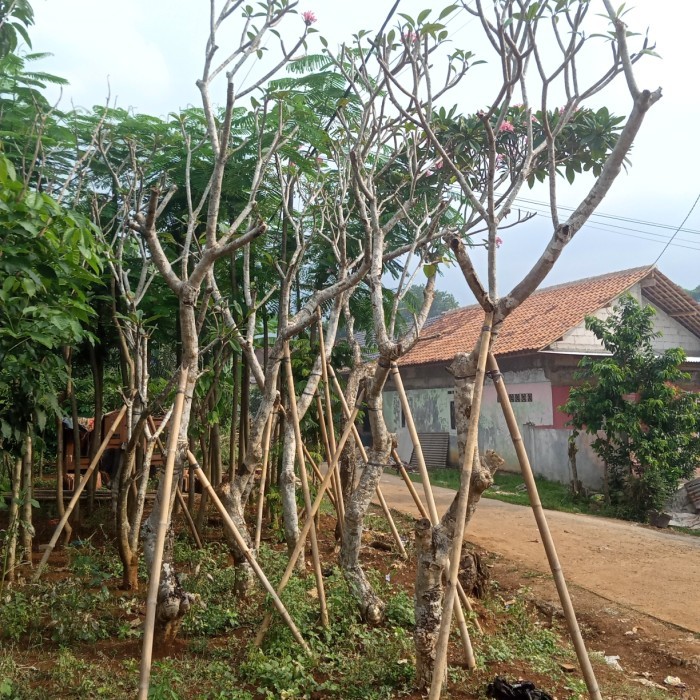 pohon kamboja semi fosil tinggi 3 - 4 meter