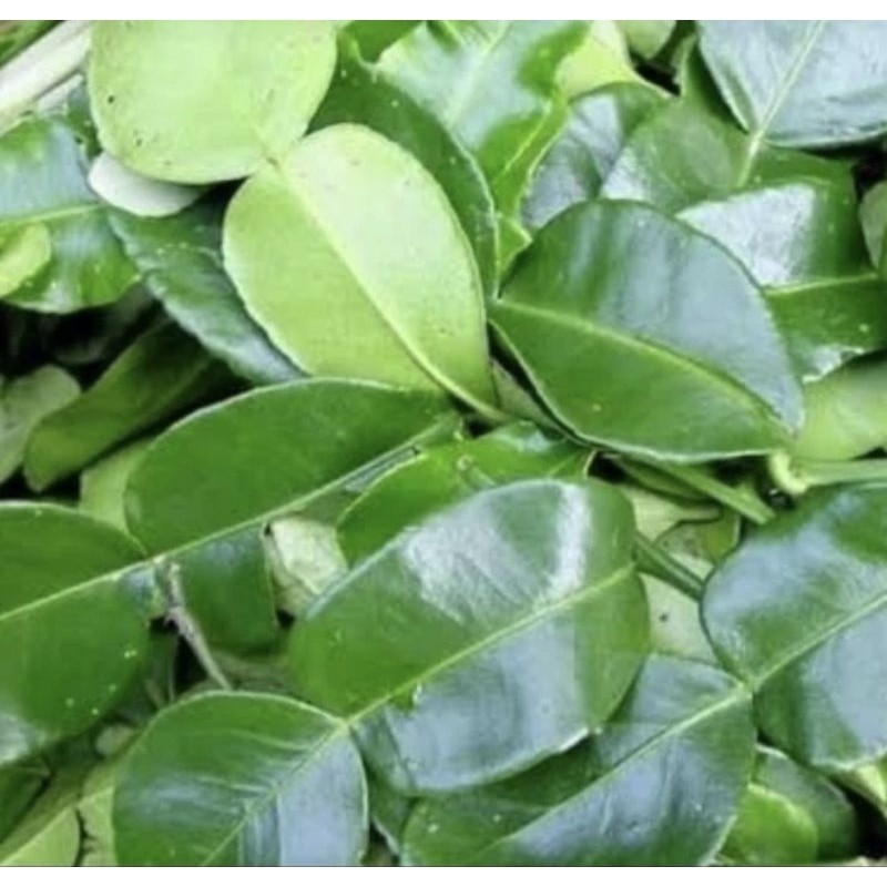 

Daun Jeruk Purut Daun Jeruk.jeruk Angka 8 Harga Per 1Kg