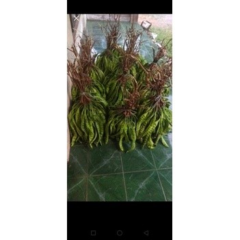 

TEBUS MURAH Pete tua segar Peteuy petai