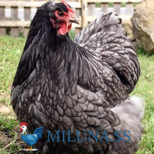 

TELUR AYAM TETAS FERTIL bantam chocin / hias / siap tetas