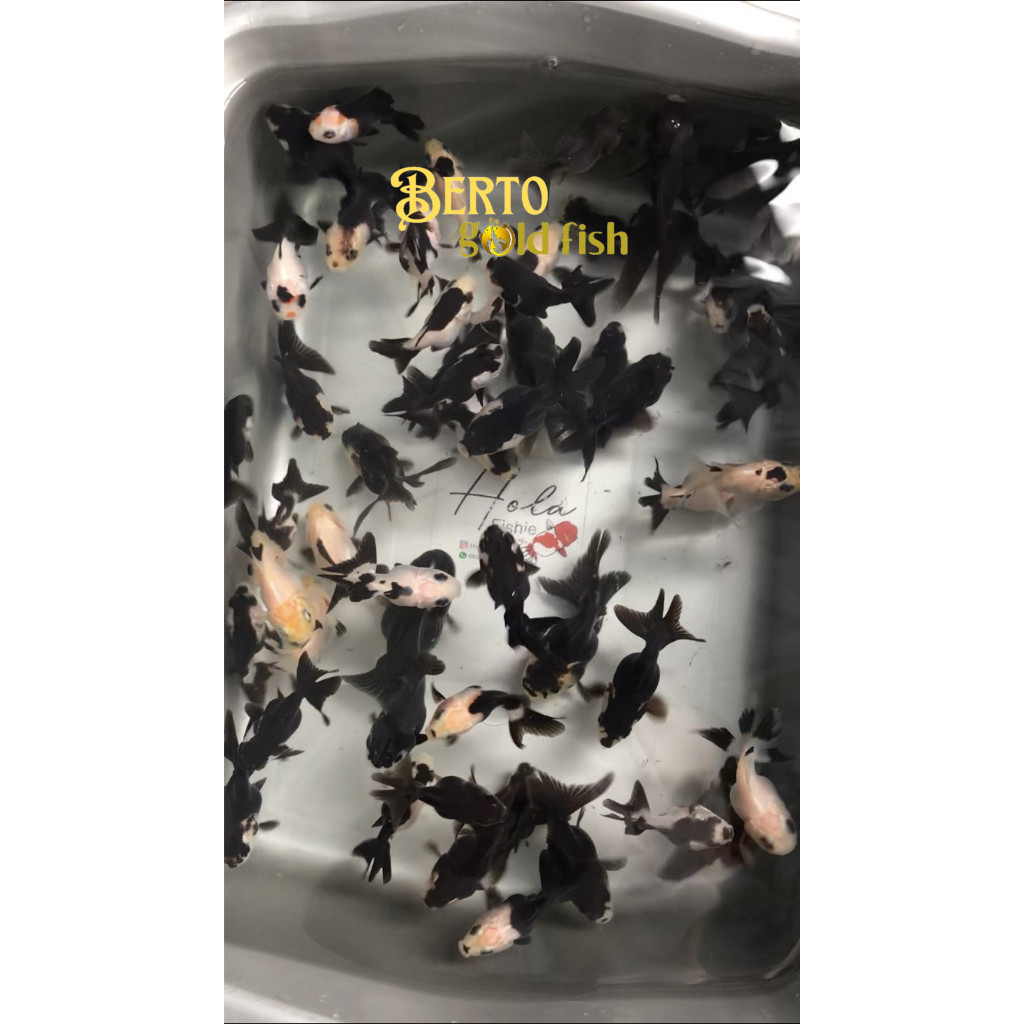 BABY ORANDA PANDA 8-10 CM TRICO IKAN MAS KOKI ANAKAN GOLDFISH GEN FANCY high quality
