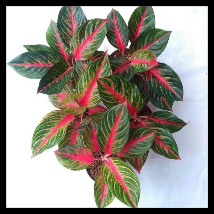 Tanaman hias aglonema red borju - Aglonema red borju