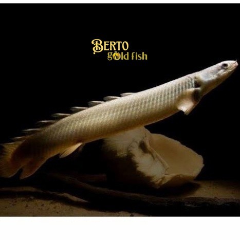 Palmas Senegalus / Palmas Senegalus tankmatefish kebutuhan aquarium