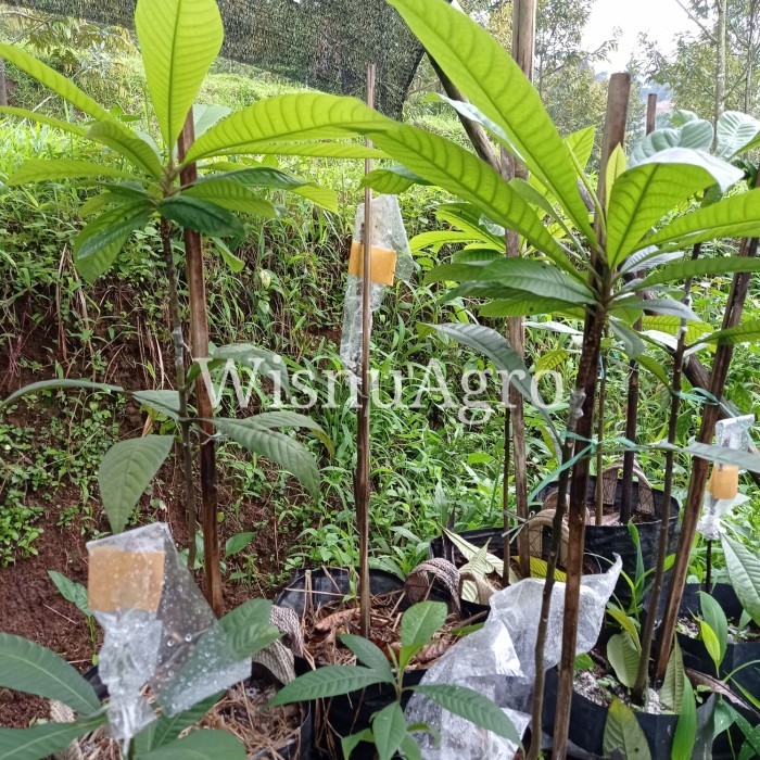 Pohon Mamey Sapote Hasil Sambung Pucuk (Okulasi) - Lorito