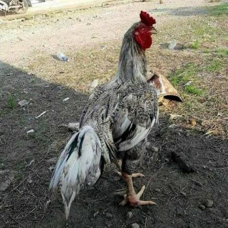 

Fertil TELUR FERTIL AYAM GORILA F1 UNTUK DITETASKAN