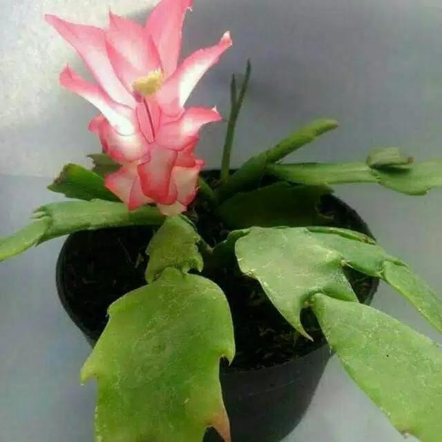 Tanaman Hias Wijaya Kusuma Kepiting Merah - Wijaya Kusuma Bunga Merah