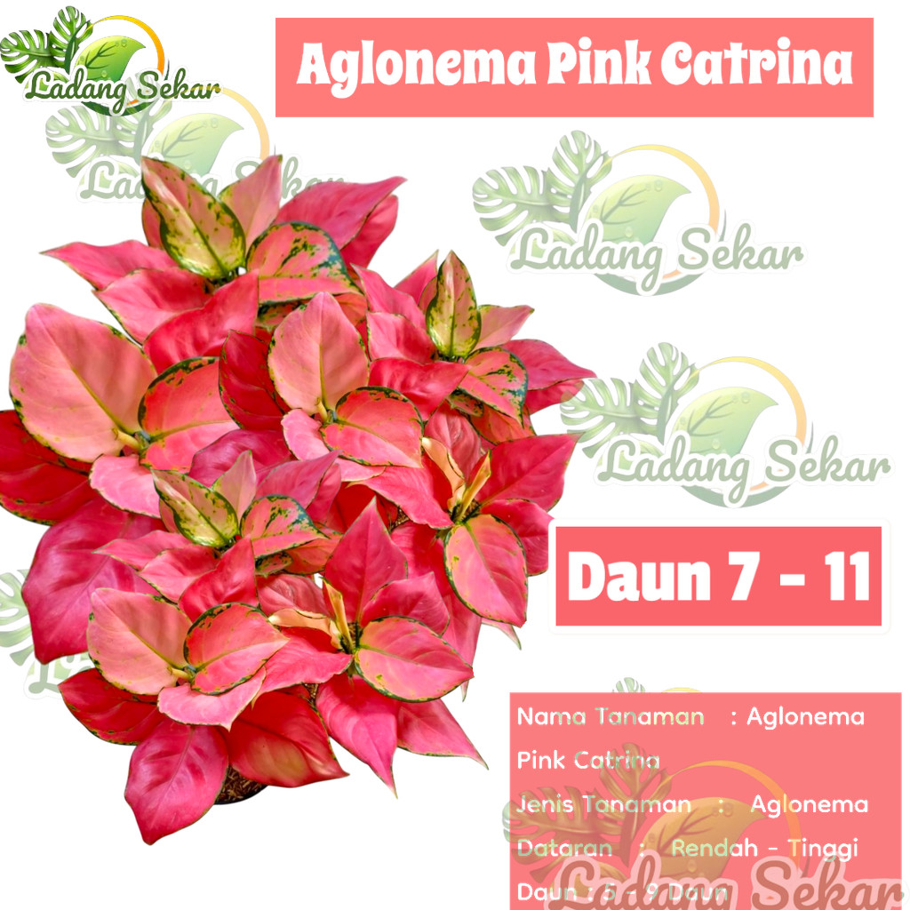 AGLONEMA PINK CATRINA RIMBUN Aglonema Super Pink Catrina Dewasa Daun 8-9-10-11++