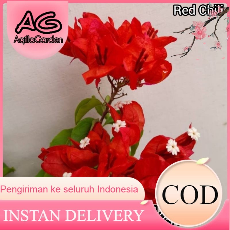 BOUGENVILLE RED CHILI - Bugenvile merah cabe