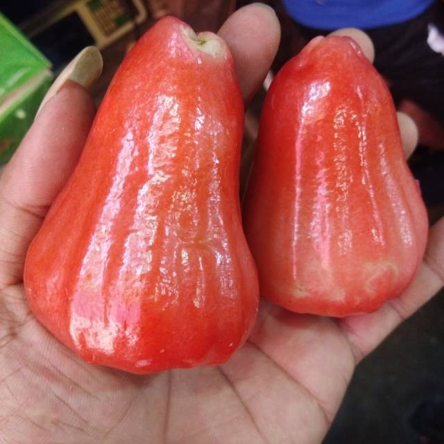 

BUAH JAMBU AIR CITRA ud buah tiga saudara