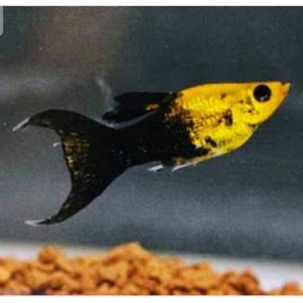 Ikan hias platy - ikan golden black molly - molly ikan hias aquascape
